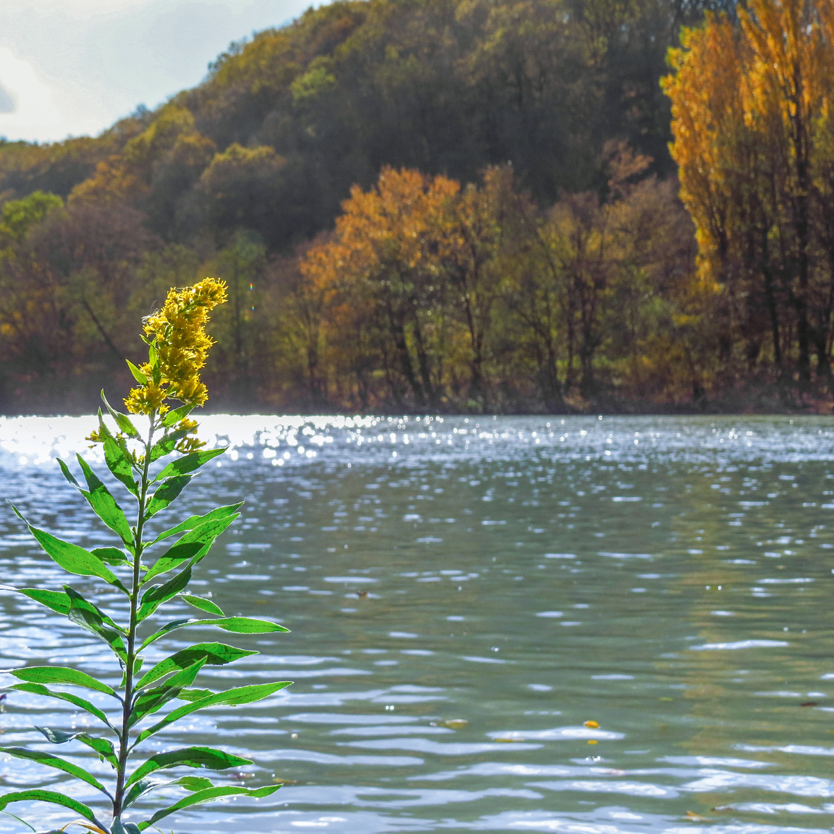 Река Белая в городе Майкопе. 