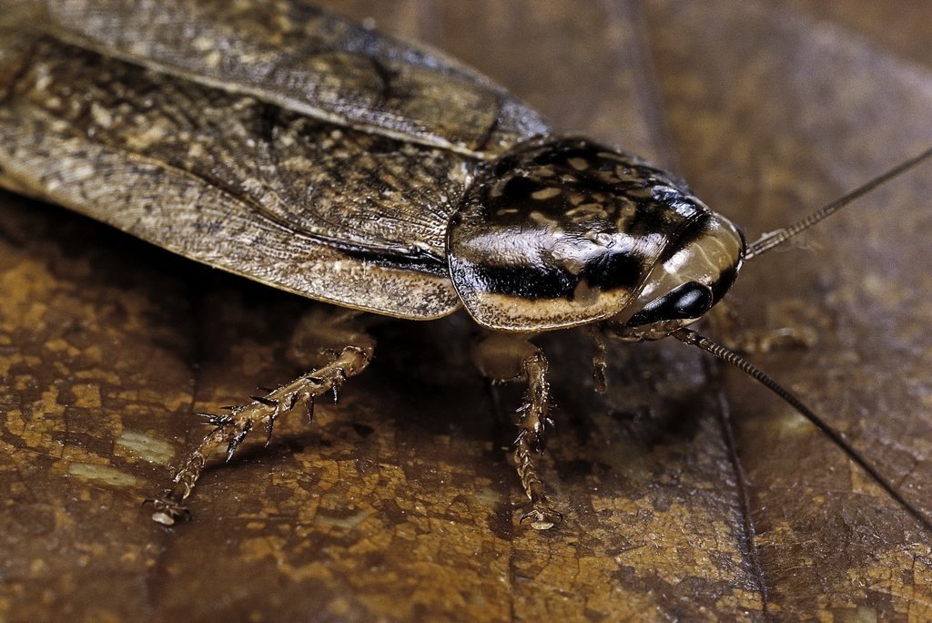 Неожиданный компаньон: когда питомец ломает все стереотипы. Готовы взглянуть на мир насекомых по-новому?