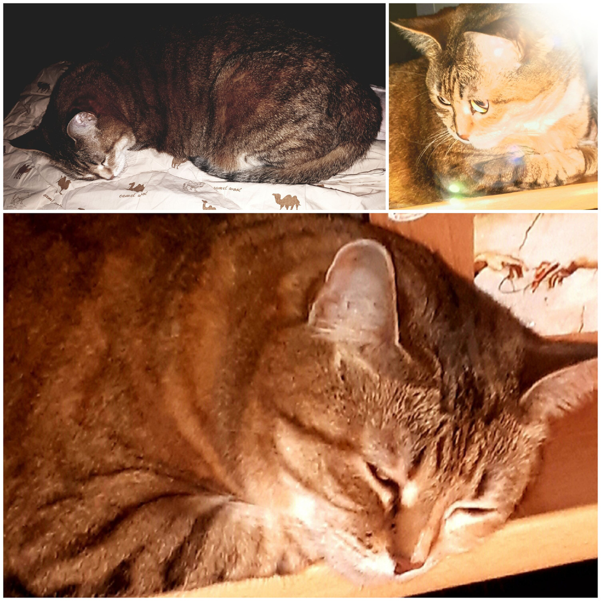 Коллаж автора 04.11.2025г.