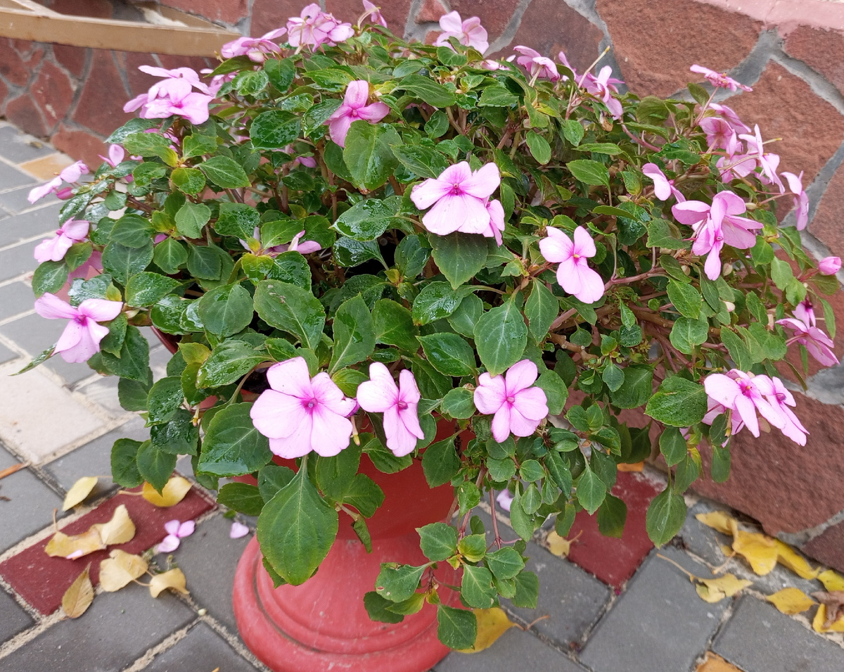 Фото автора.