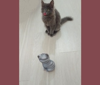 Пикси со своей двойняшкой