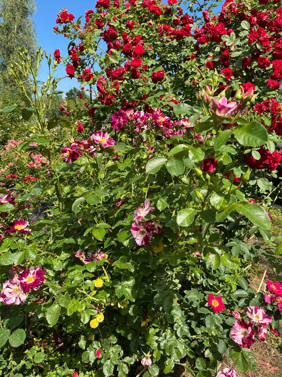 Фламентанц ( Flammentanz) и Перпл Сплеш (Purple Splash) в дуэте