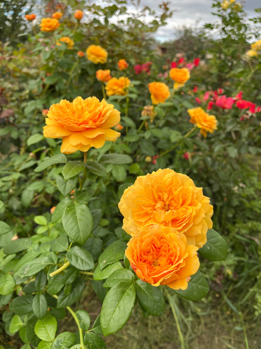 Леа Туту ( Leah Tutu)