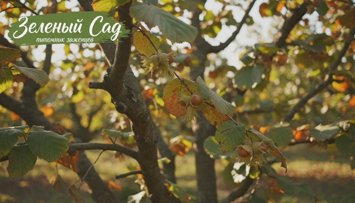 Выбор саженцев фундука в Волгограде.