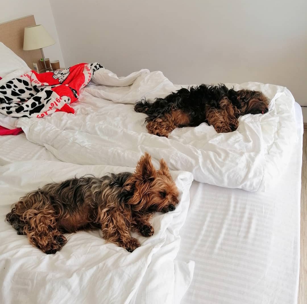 Сны йоркширского терьера — это зеркало его внутреннего мира.