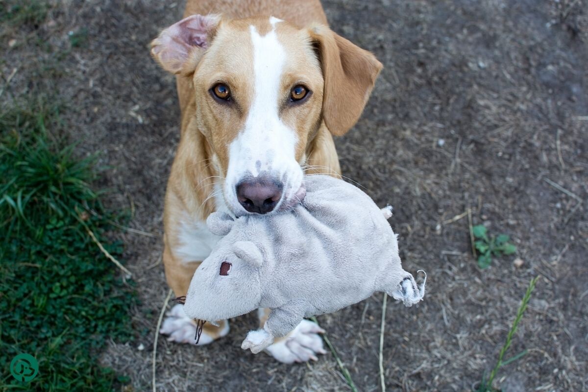 Собака с игрушкой 