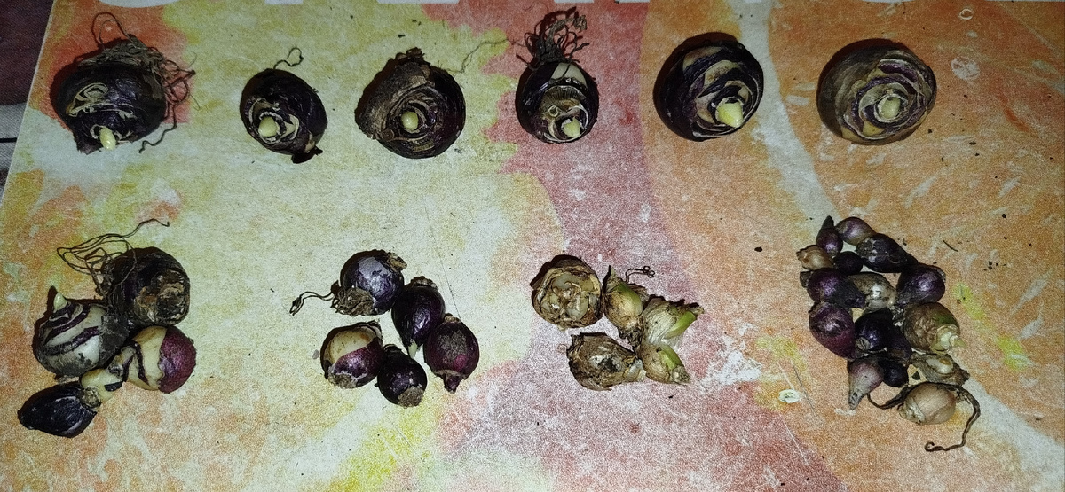 Фото автора. Примерная калибровка. Сверху 9 взрослых, которые уже цвели, посажу в отдельные горшки. Крайние слева и вторые слева буду сажать вместе по 2м горшкам - неизвестно кто зацветёт, а кто пропустит цветение. Светлые луковицы - белая расцветка, отдельно посажу и отдельно высажу всю мелочёвку, которая крайняя справа.