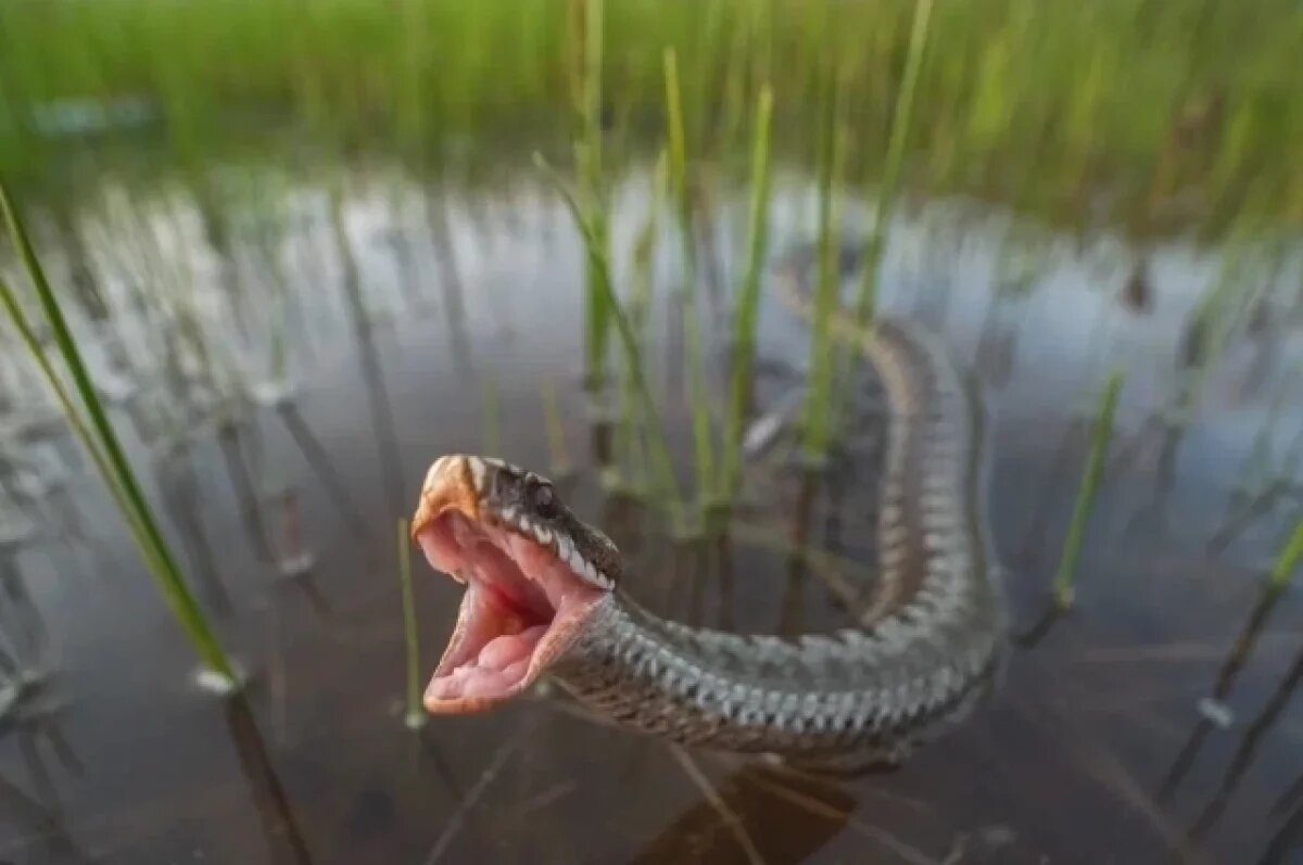    В тверских заповедниках обитают ужи и гадюки
