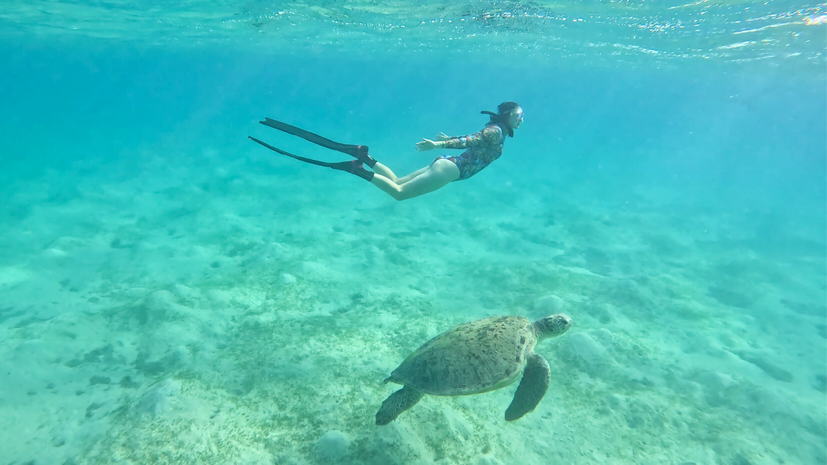 В Марса-Алам много черепах, листайте галарею
