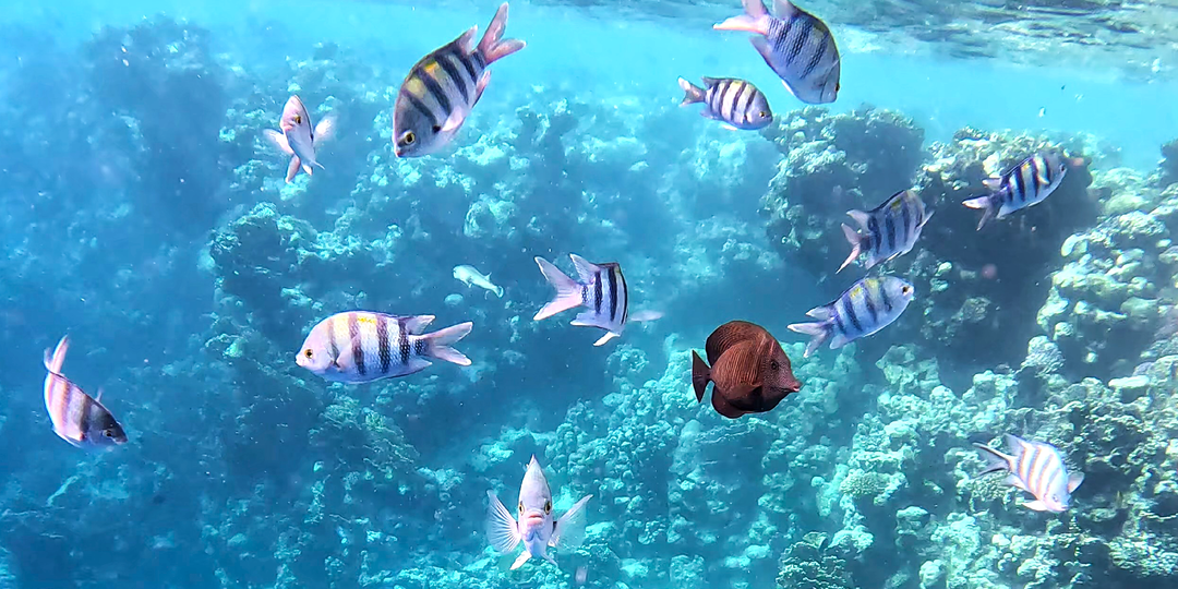 Египет «всё включено»: дельфины, черепахи, дюгони