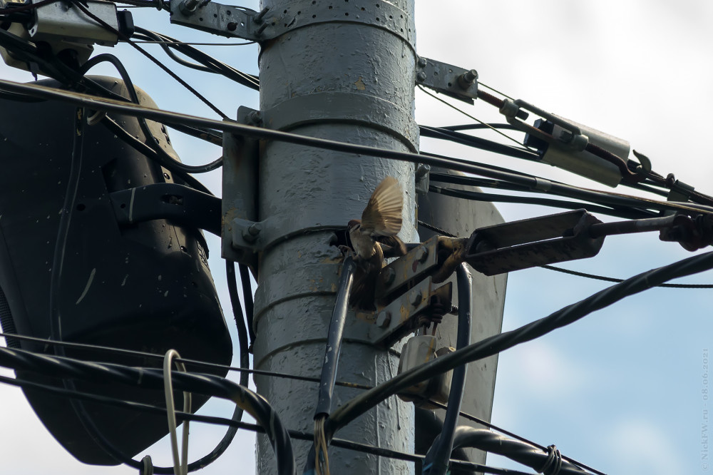 1. Полевой воробушек © NickFW.ru — 08.06.2021г.