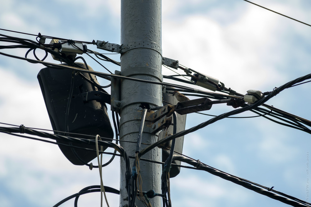 2. Полевой воробушек © NickFW.ru — 08.06.2021г.