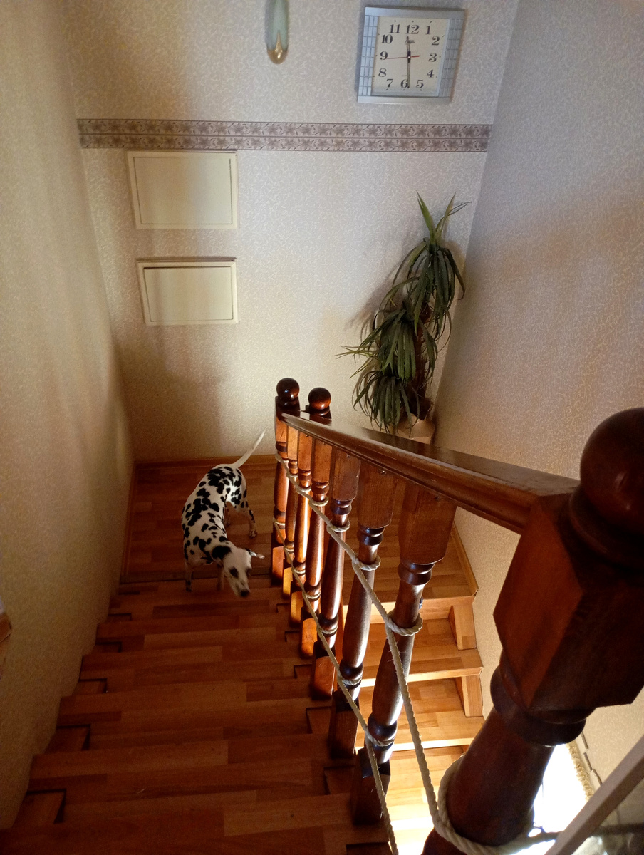 Герда меня сопровождает, ходит по пятам, я два пролёта с трудом, но преодолела