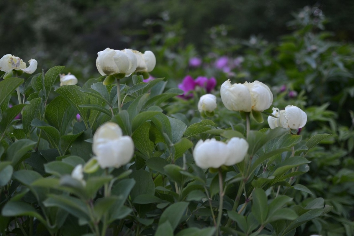 В ботаническом саду Пензы, фото автора