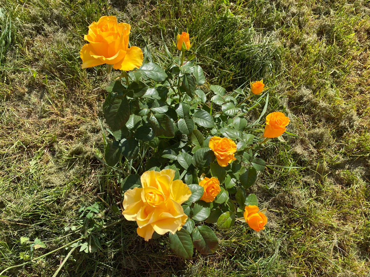 Роза Керио, 2025, фото автора