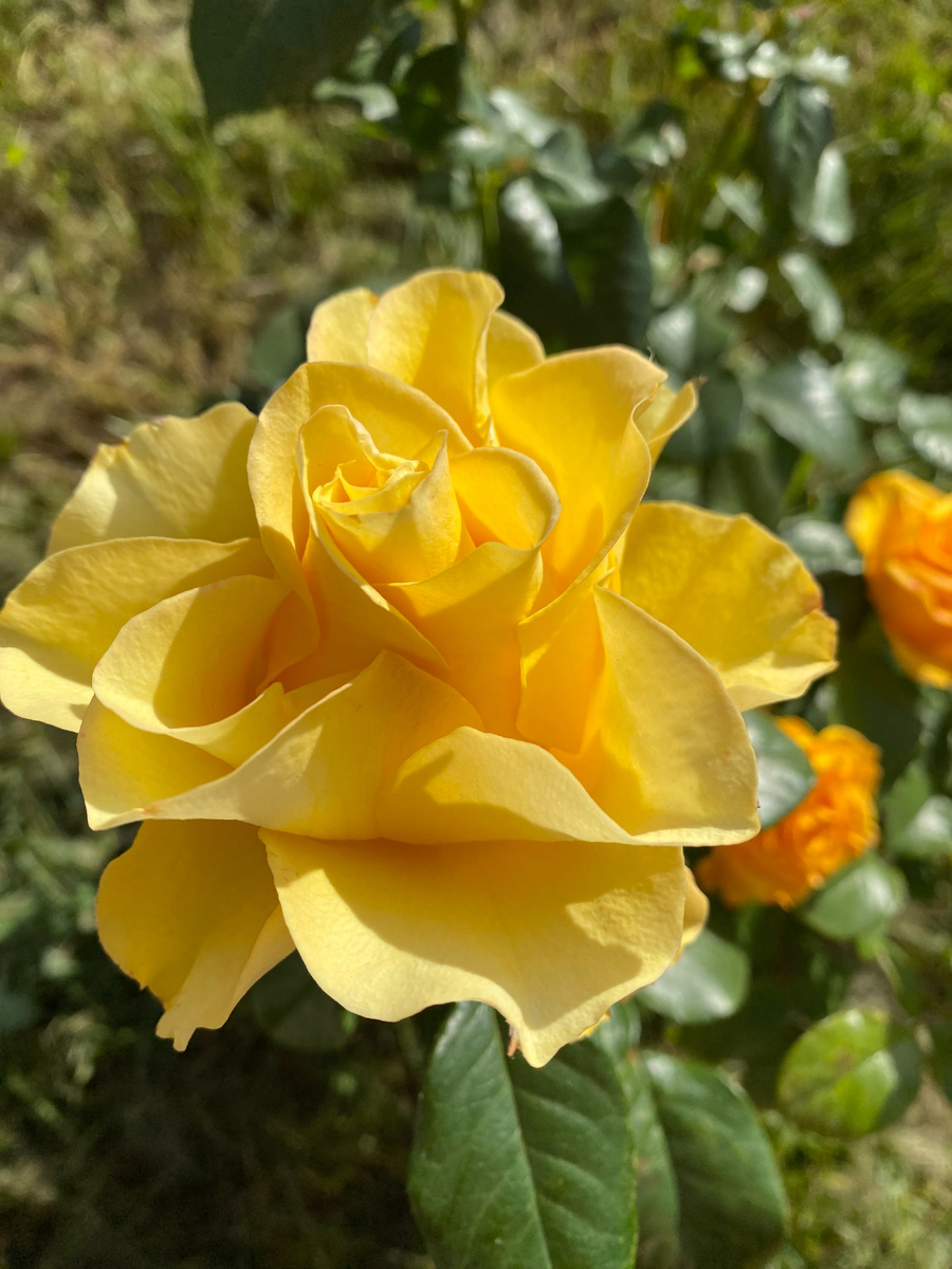 Роза Керио, 2025, фото автора