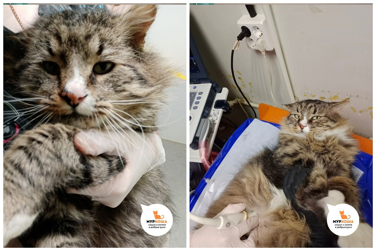 Неравнодушный человек принёс Курта в Муркошу.