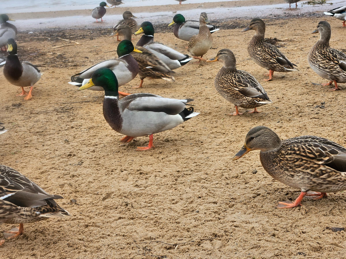 Уточек было очень много.