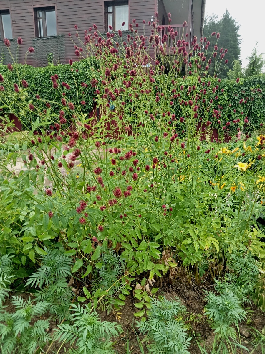 не моя, на улице растет. 