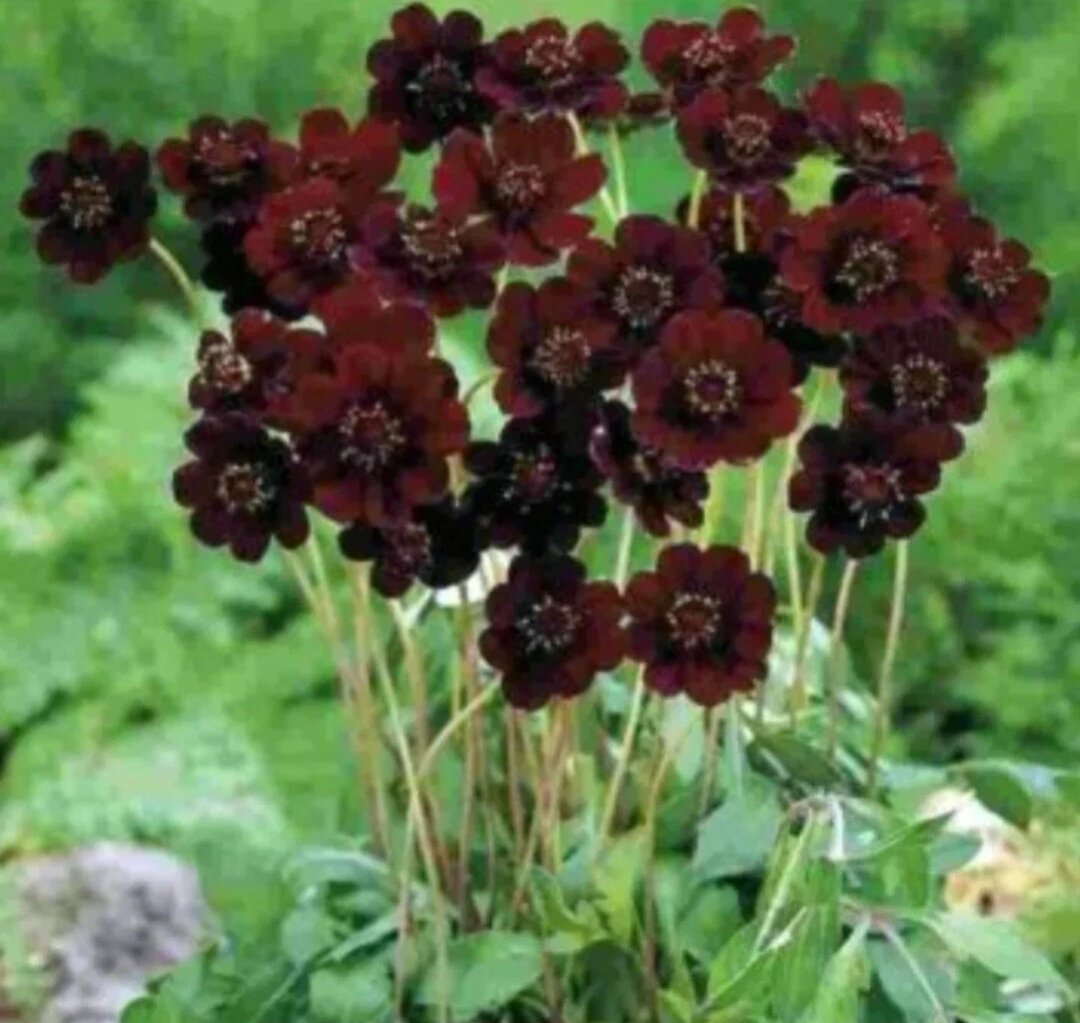 Должно быть такое