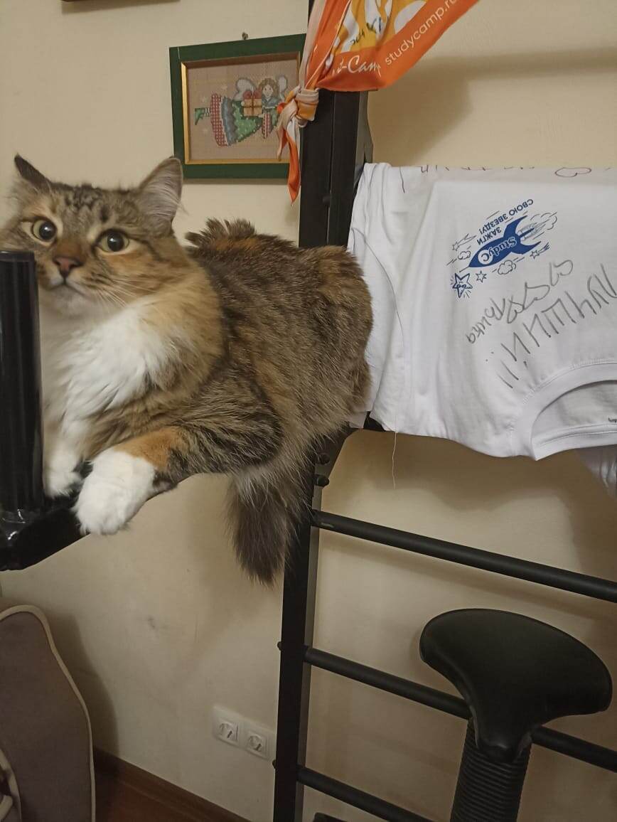 В смысле? А про котов что можно абы как что ли рассказывать? 