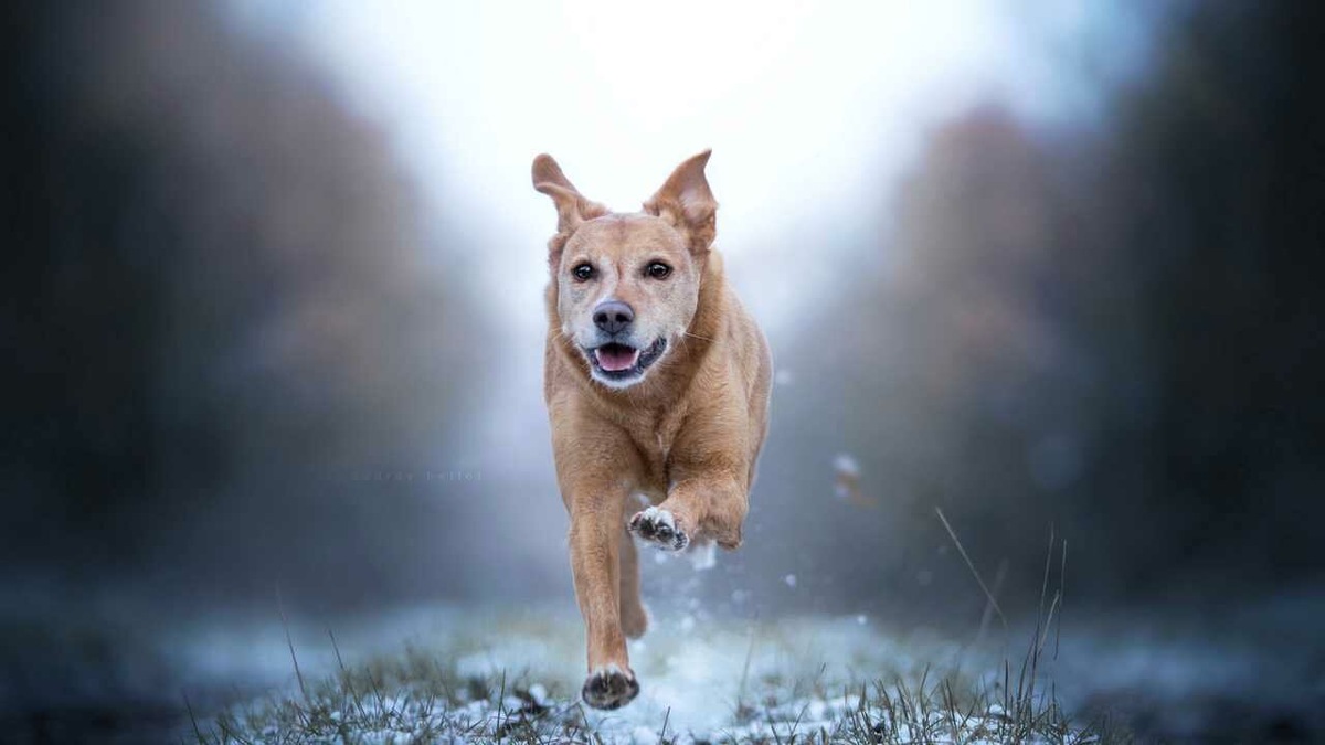 Вот бежит наш друг