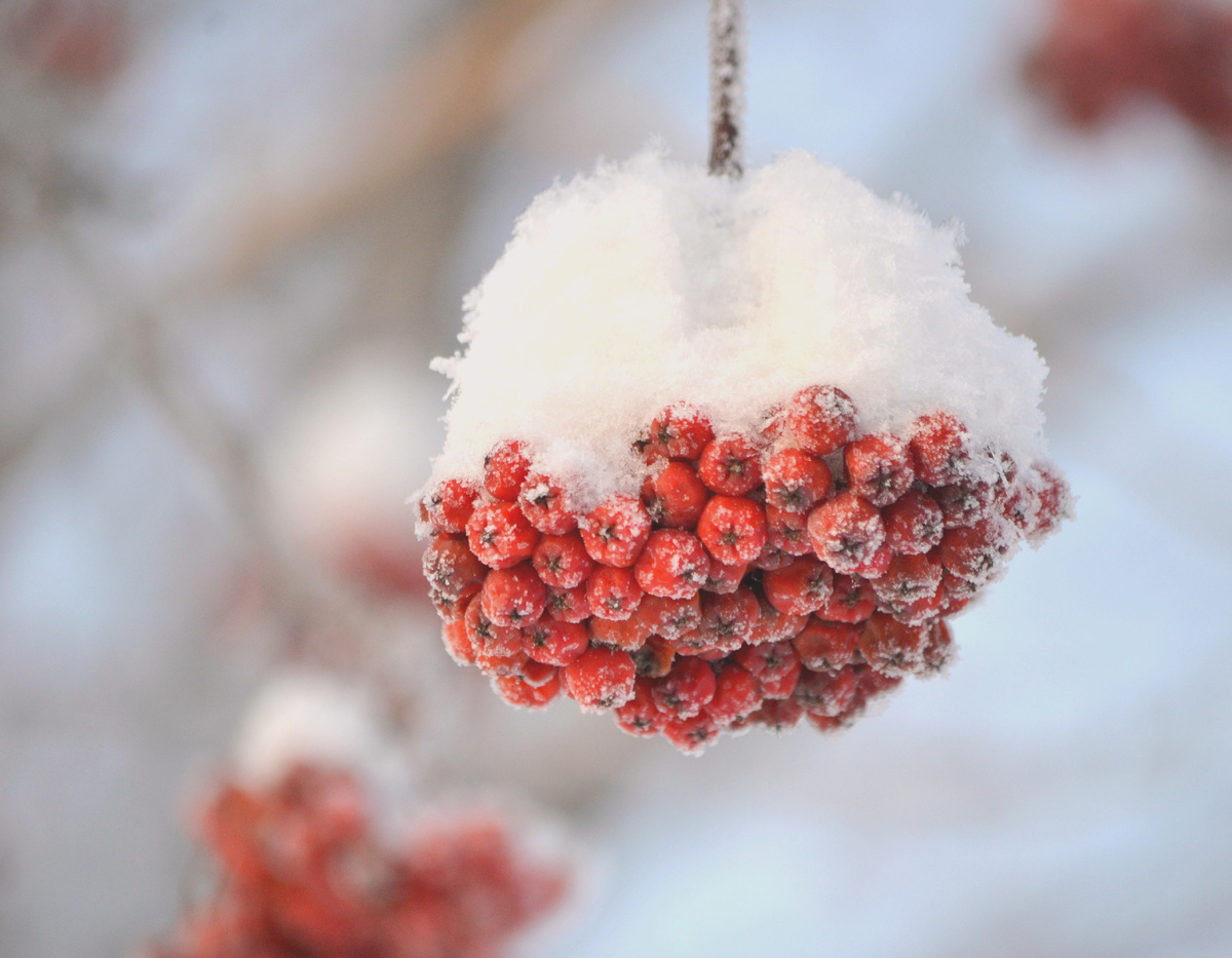 Цукаты рябиновые