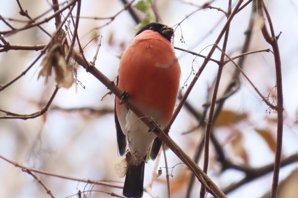    Фото: Птичка на проводе, источник: t.me/academbirds