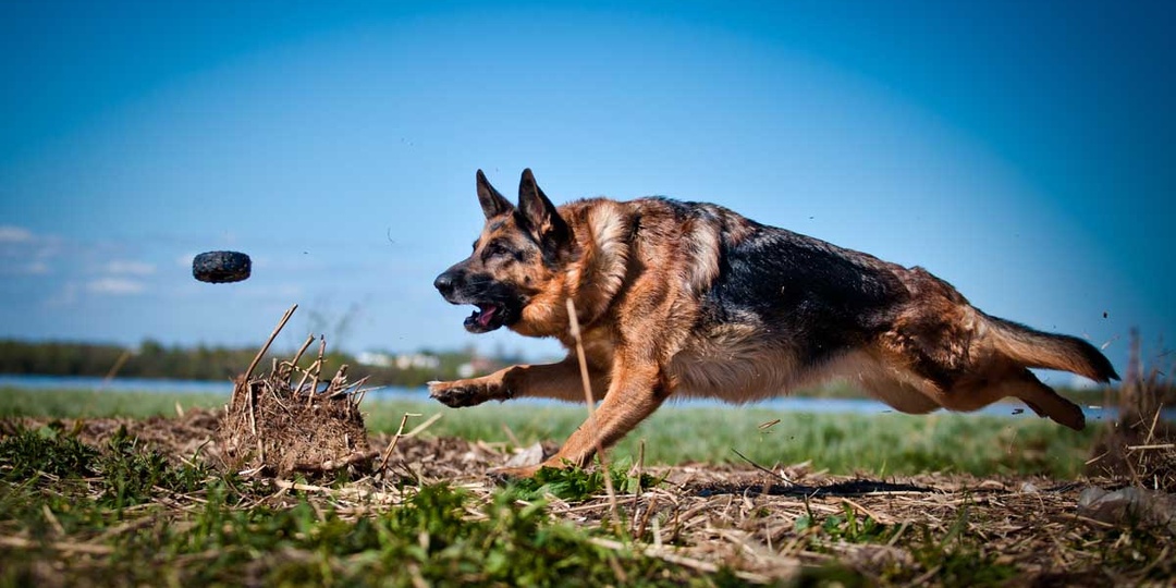 Как выбрать щенка немецкой овчарки: советы для будущих хозяев