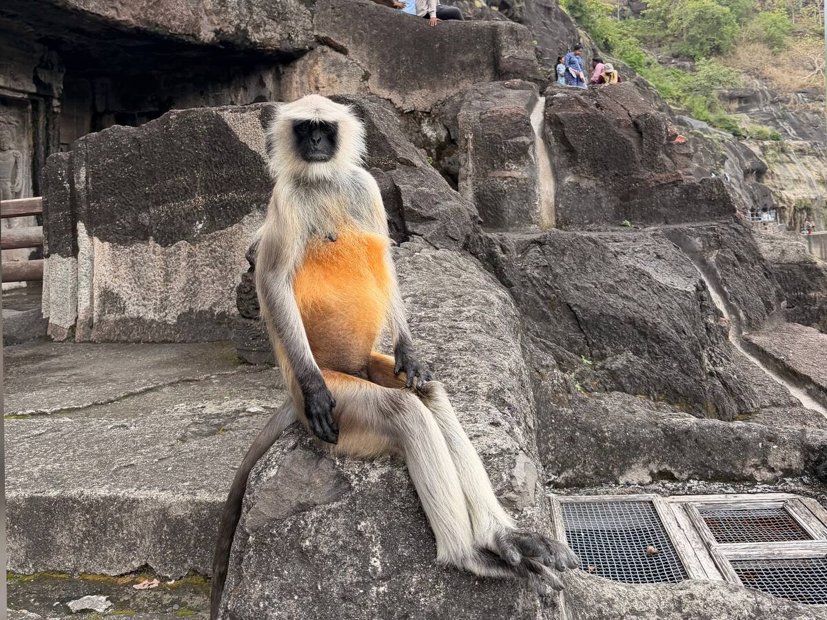 Повсюду за нами следовали лангуры