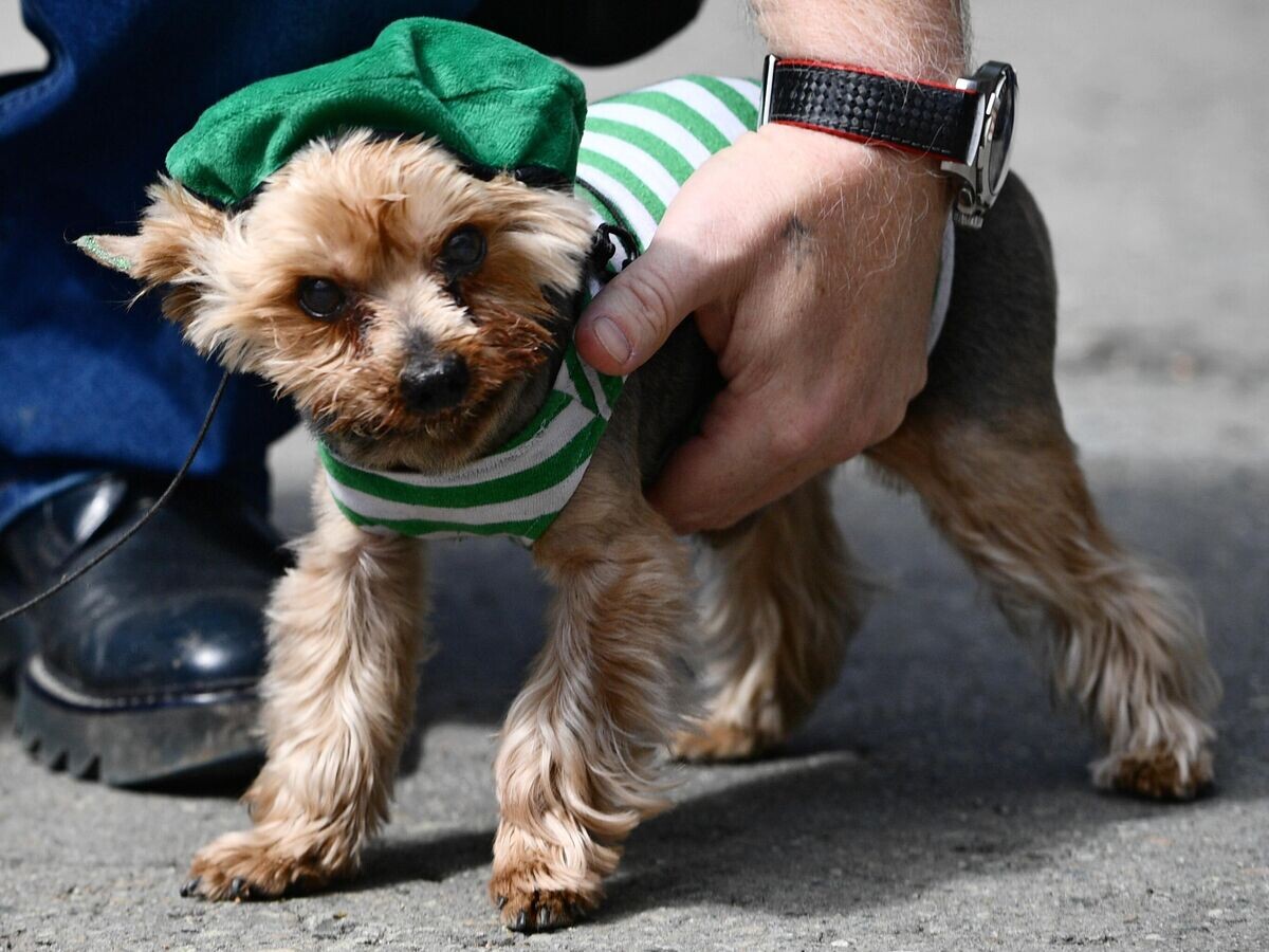    Йоркширский терьер во время празднования Дня пограничника в парке имени Маяковского в Екатеринбурге© РИА Новости / Павел Лисицын
