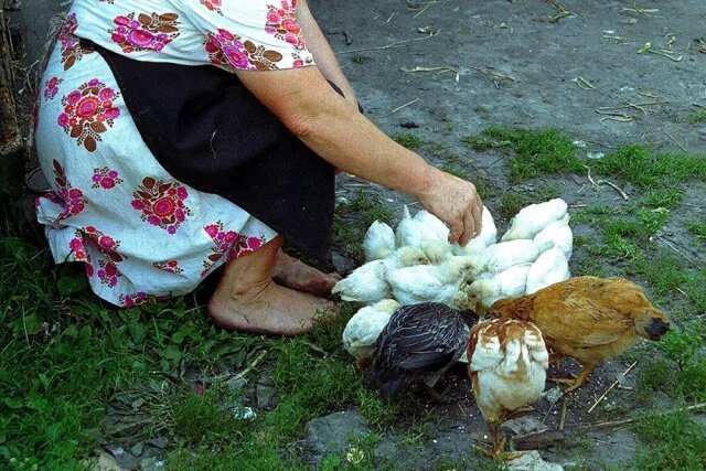    Законно ли держать куриц и уток на дачном участке?