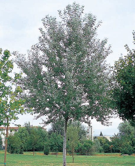 Тополь серебристый (Populus pyramidalis)
