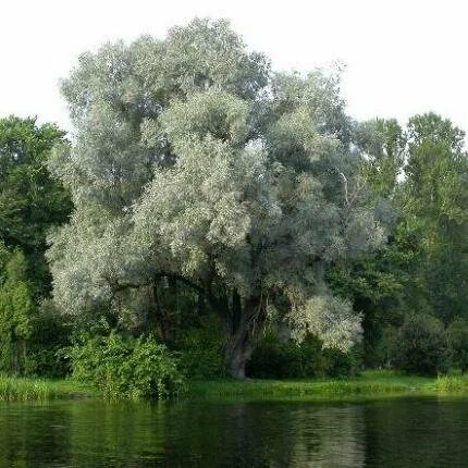 ИВА БЕЛАЯ (лат. Salix alba)