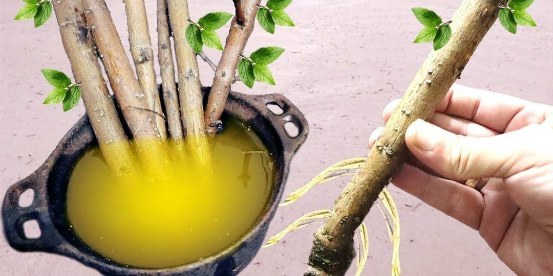 Даст корни даже лопата! Только 3 «народных» стимулятора для укоренения оказались рабочими