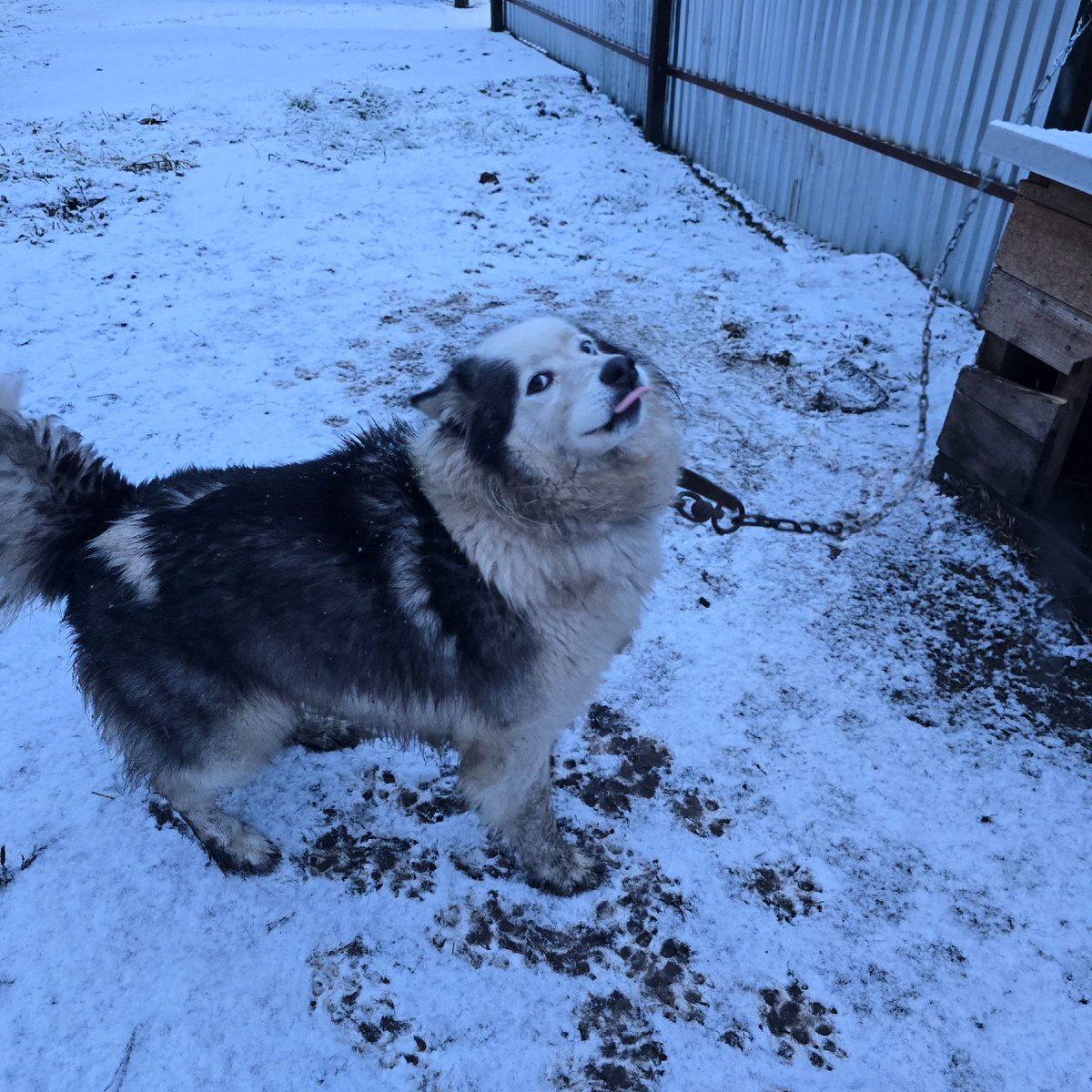 мокрый снег и тоскливый взгляд