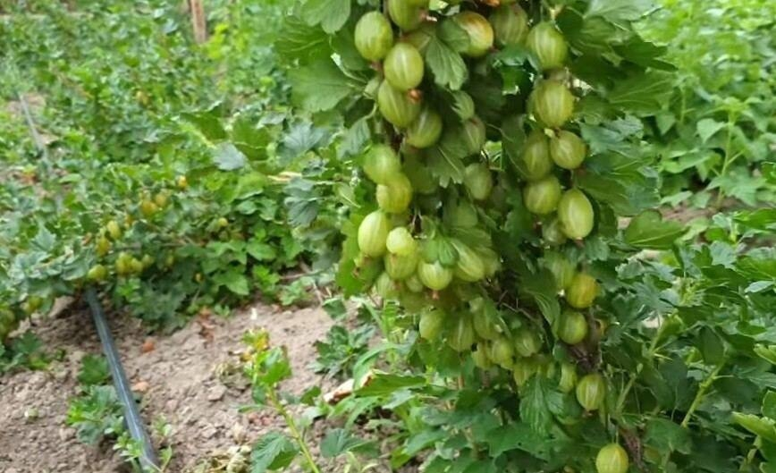 Крыжовник: секреты успешного выращивания