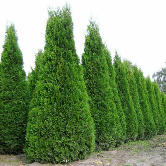 Туя западная, Смарагд