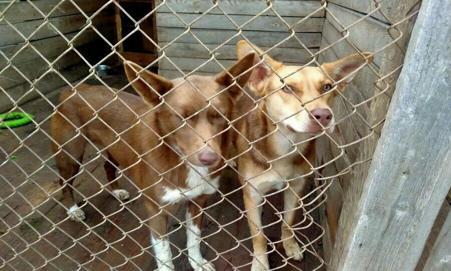 «Это истории предательства»: в Новосибирске после окончания дачного сезона стало больше бездомных животных