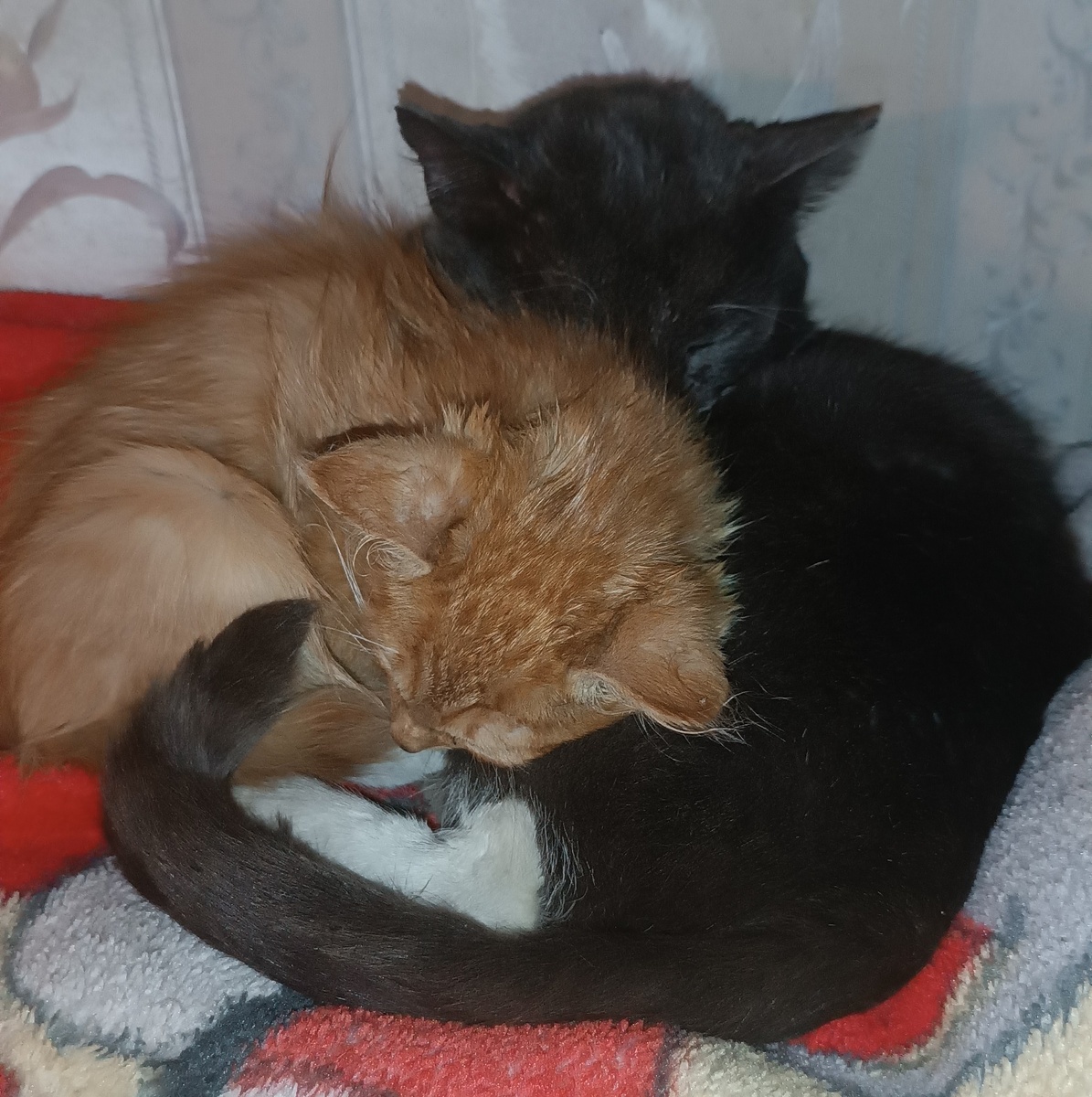 Самый лучший спорт по мнению моих котов.