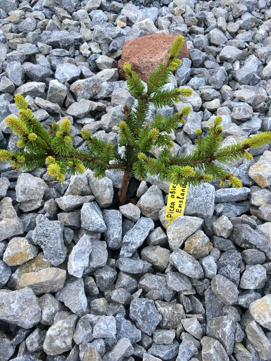 Picea abies Emsland, посадка 2017 г.