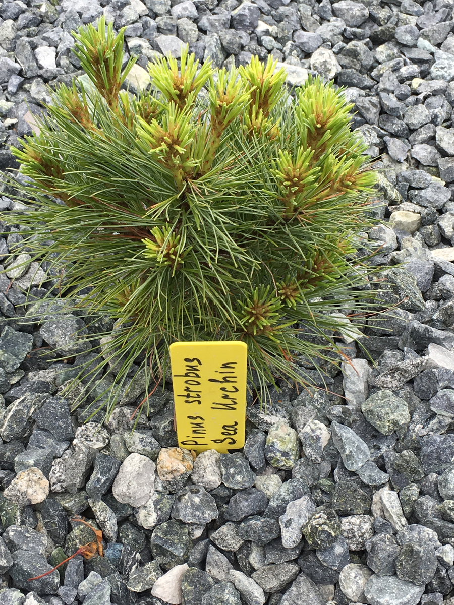 Pinus strobus Sea Urchin, посадка 2917 г.