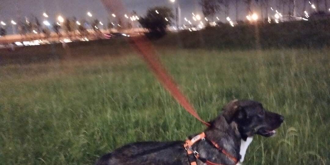 Ася уехала! Спасибо всем, кто помог!