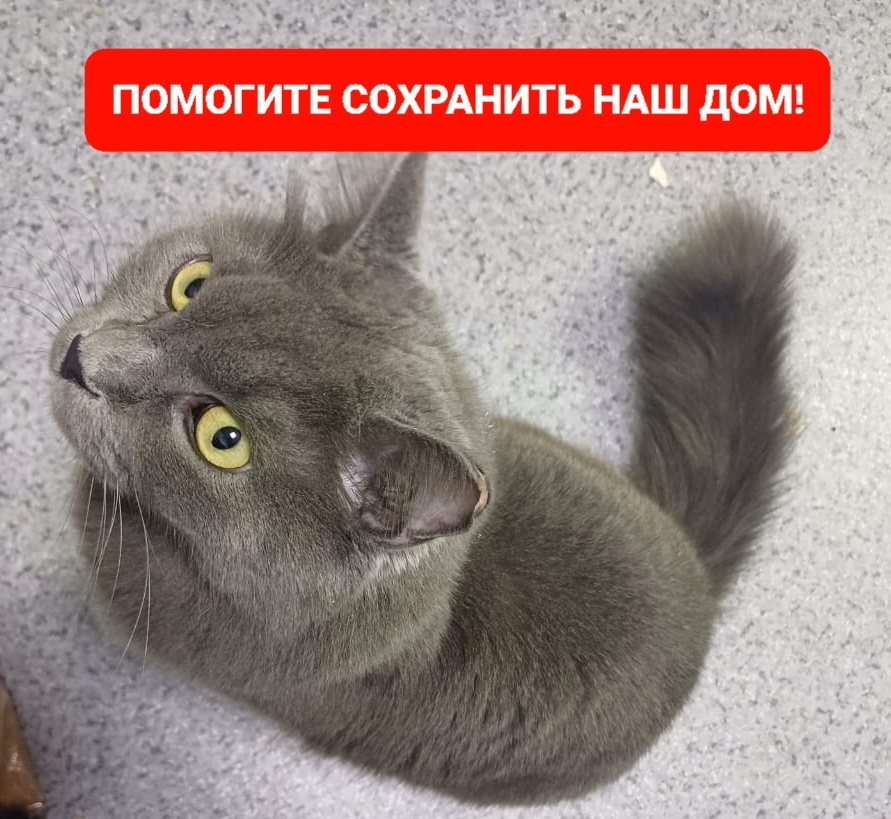 Замечательный кот Битмэн