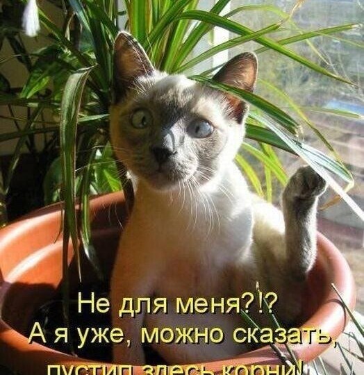 Кошачий юмор, подборка забавных мемов