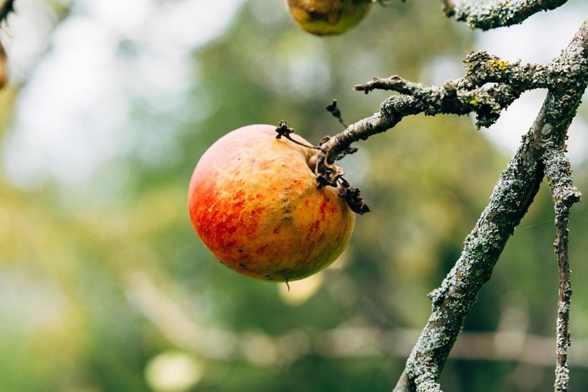    Фото: viarami / Pixabay.com