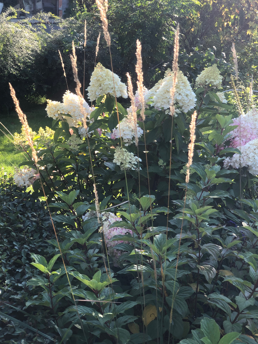 Вейник Карл Форстер с гортензией