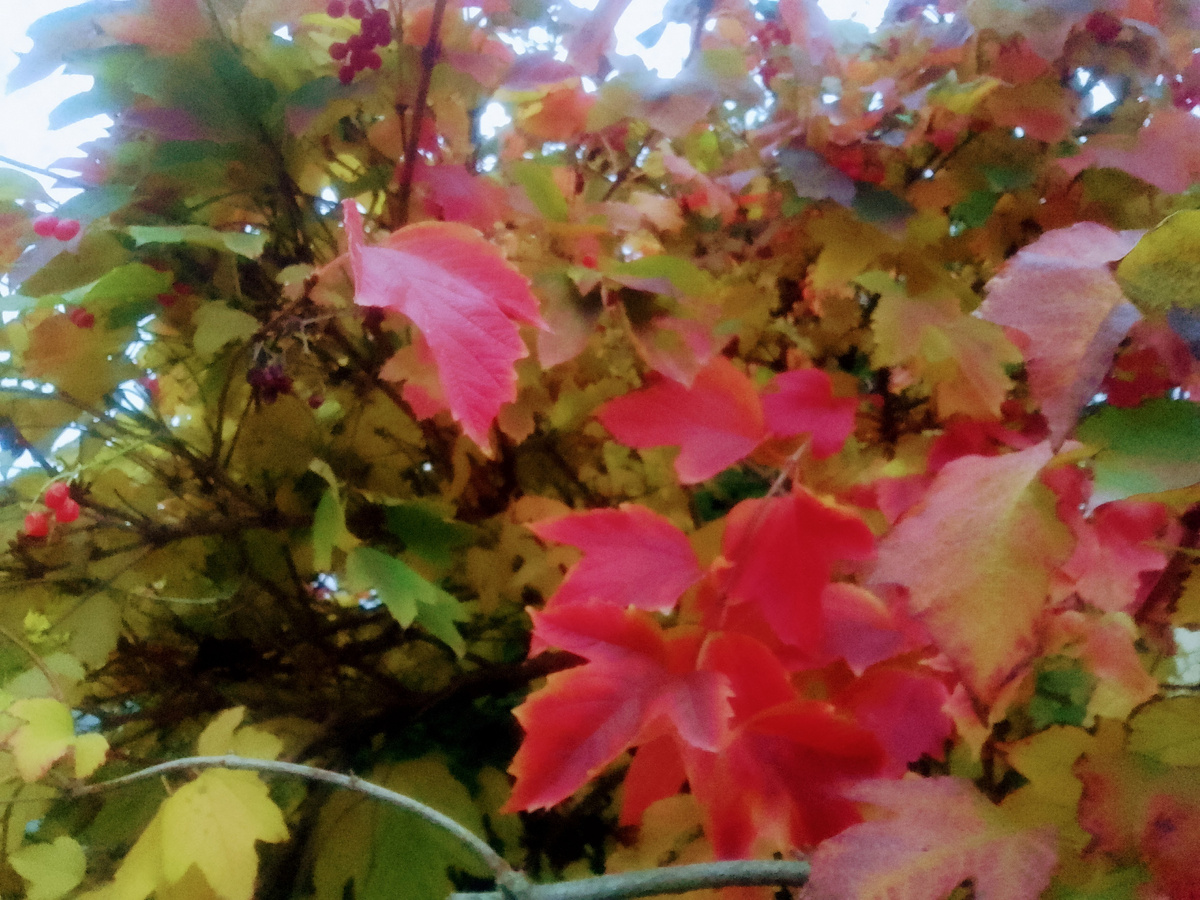 В саду горит костёр калины красной...