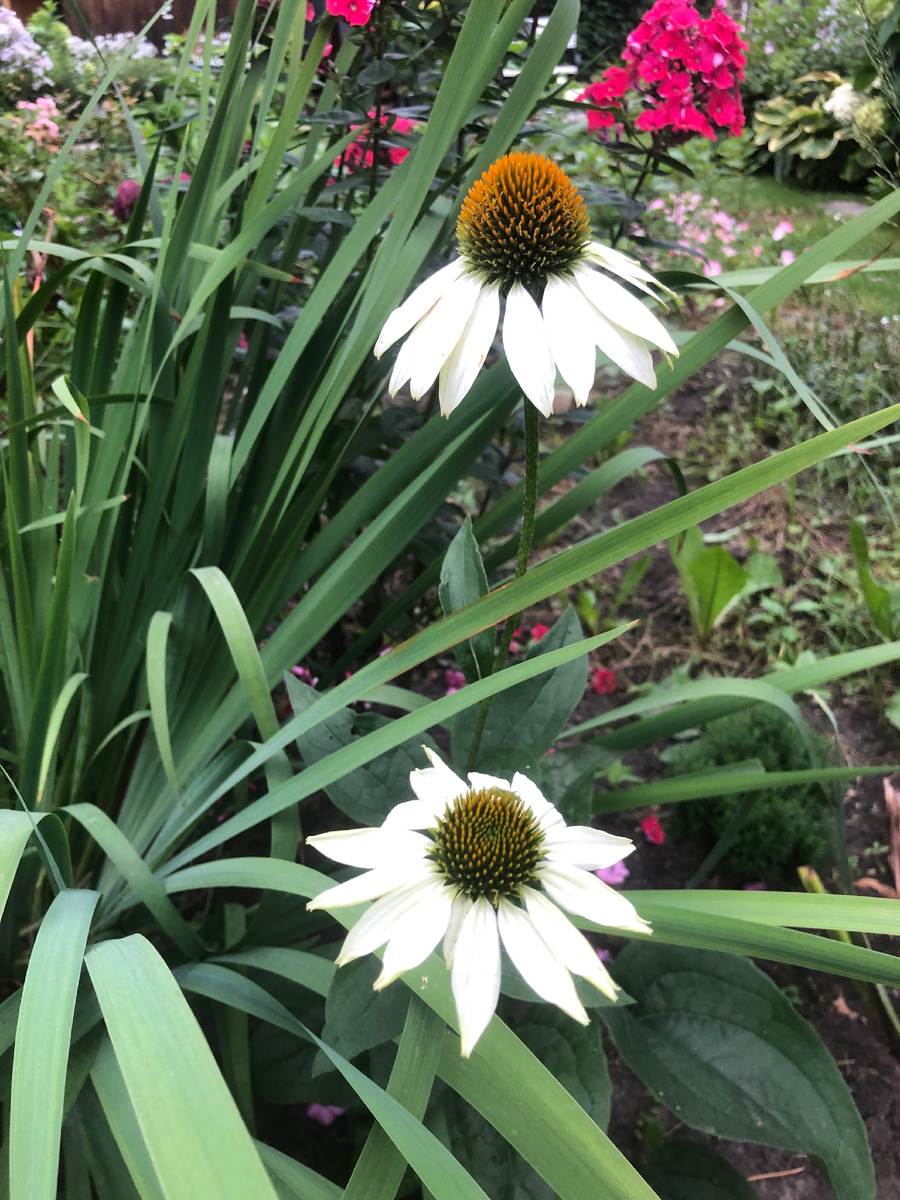 Эхинацея Белый лебедь