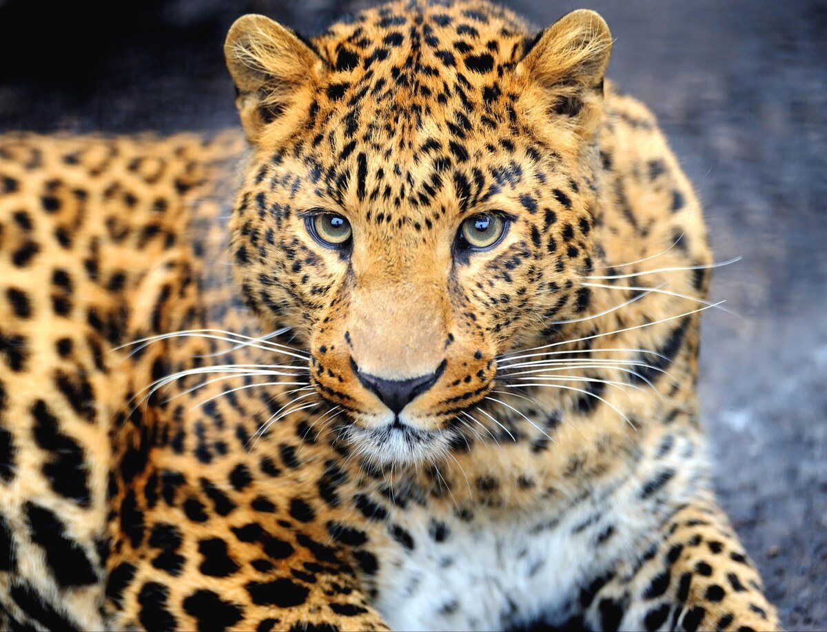 Каждое пятно — это буква в уникальной истории, написанной на шкуре леопарда.